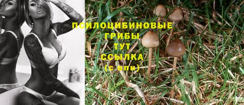 Псилоцибиновые грибы Cubensis  Кизилюрт 